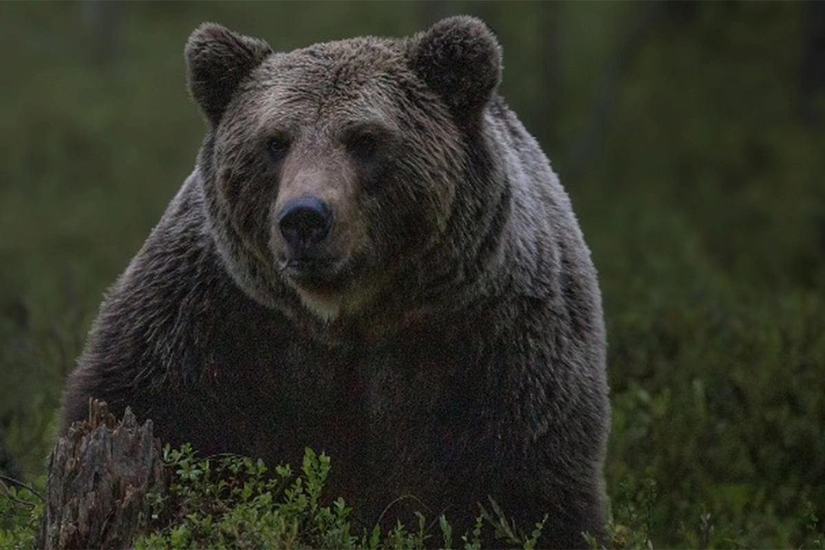 Medvjed uočen u blizini naselja na području Doboja