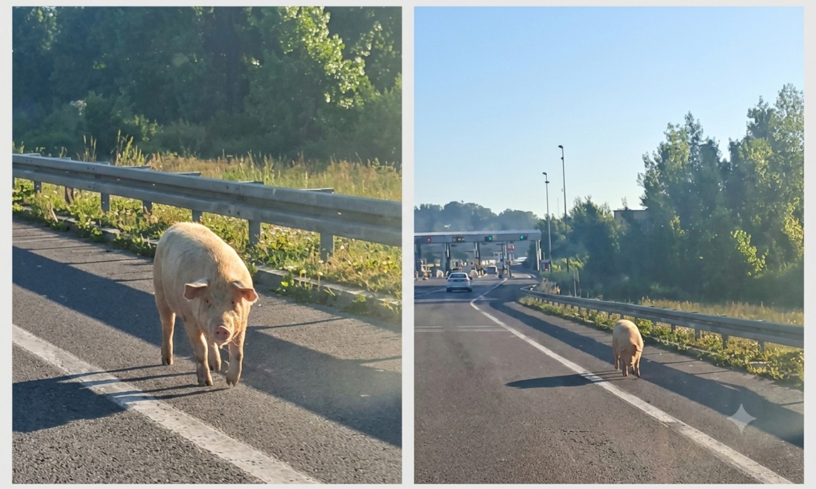 Dvije svinje na putu na naplatnim rampama kod Banja Luke