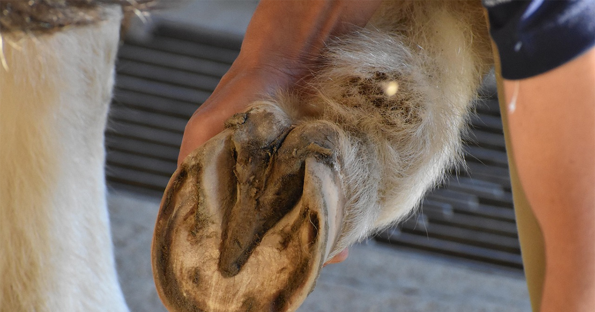 Veterinara u Hrvatskoj usmrtila kobila tokom obrade kopita - Vijesti - BIG portal