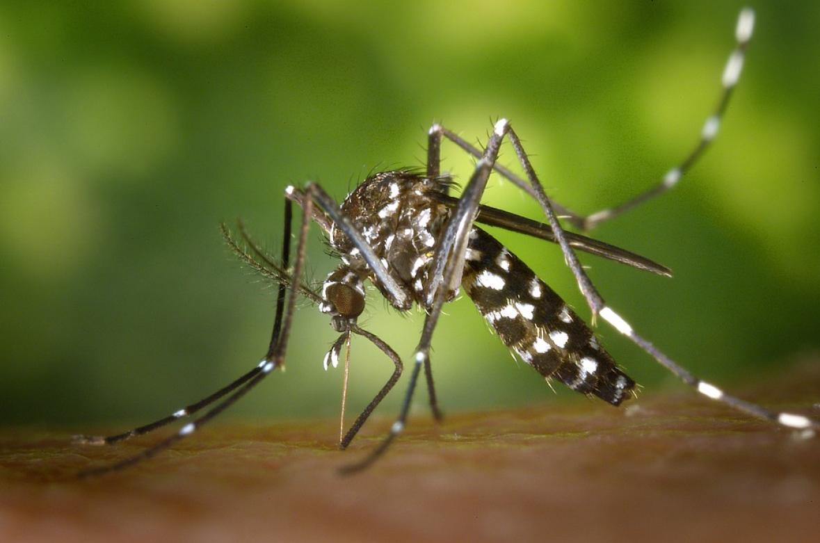 Virus Zapadnog Nila širi se Evropom: U Grčkoj registrovan 21 slučaj, zaraženi i u Italiji, Španiji…
