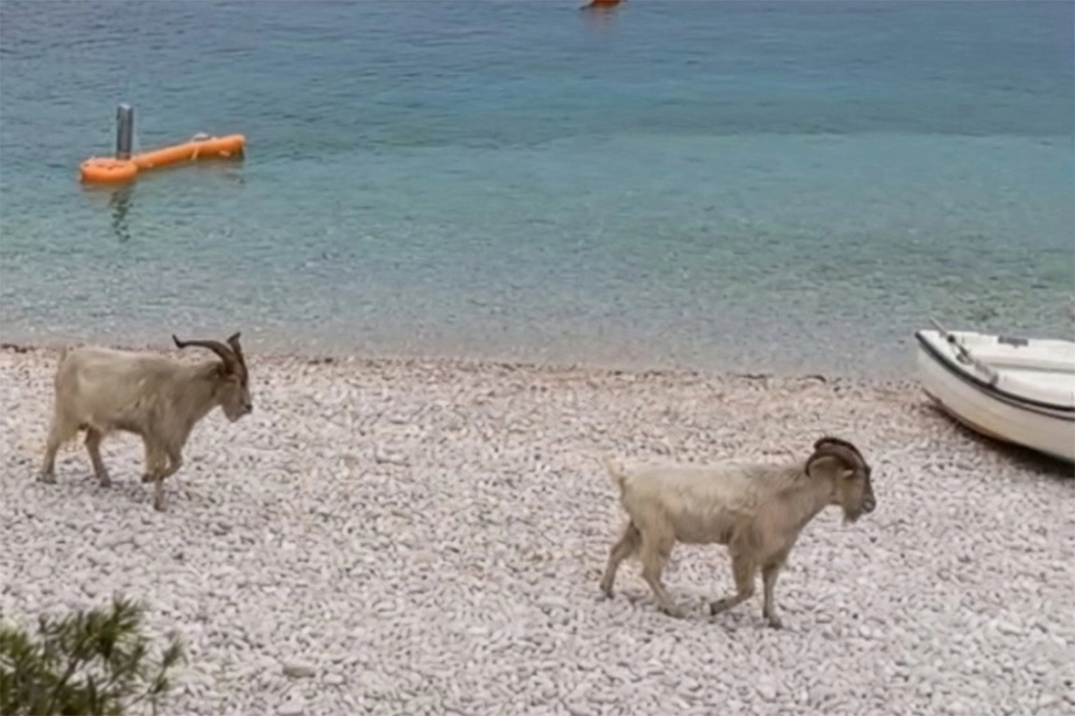 Neobičan prizor na Visu: Stado koza divljalo na plaži