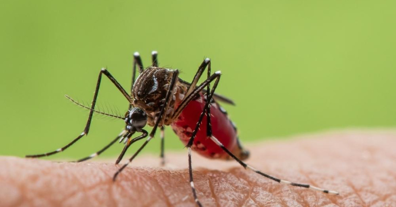 Zašto komarci neke ljude gotovo ignoriraju, a druge izgrizu? Znanost ima odgovor - Hrana i zdravlje - BIG portal